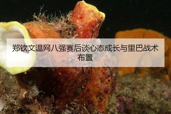 郑钦文温网八强赛后谈心态成长与里巴战术布置